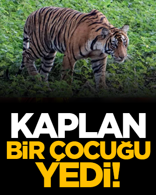 Kaplan, bir çocuğu yedi!