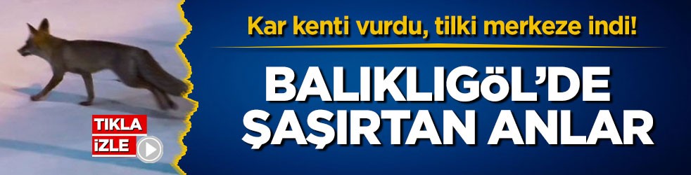 Kar kenti vurdu, tilki merkeze indi! Balıklıgöl’de şaşırtan anlar