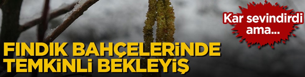 Kar sevindirdi ama... Fındık bahçelerinde temkinli bekleyiş