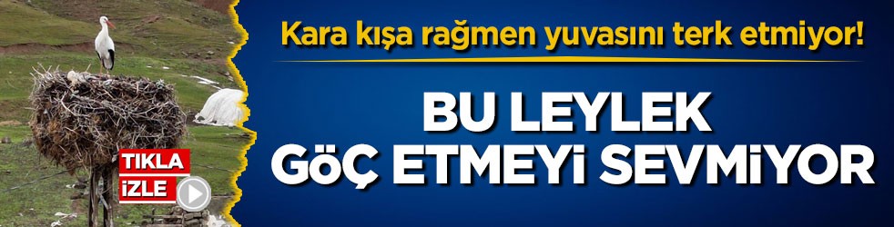 Kara kışa rağmen yuvasını terk etmiyor! Bu leylek göç etmeyi sevmiyor