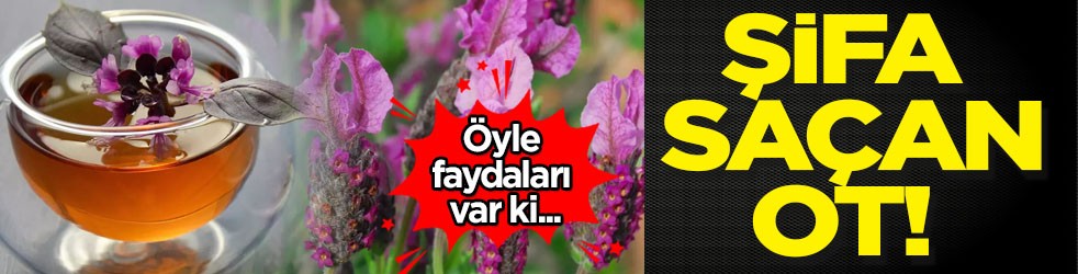 Karabaş otu: Gram altın kadar değerli! Her gün 1 bardak tüketmek yetiyor