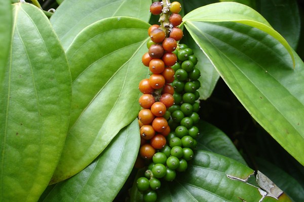 Karabiber sofralarımıza nasıl geliyor? Karabiberin çeşitleri neler?