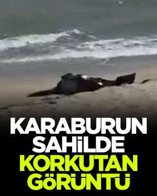 Karaburun sahilde korkutan görüntü! Kıyıya vurmuş halde bulundu