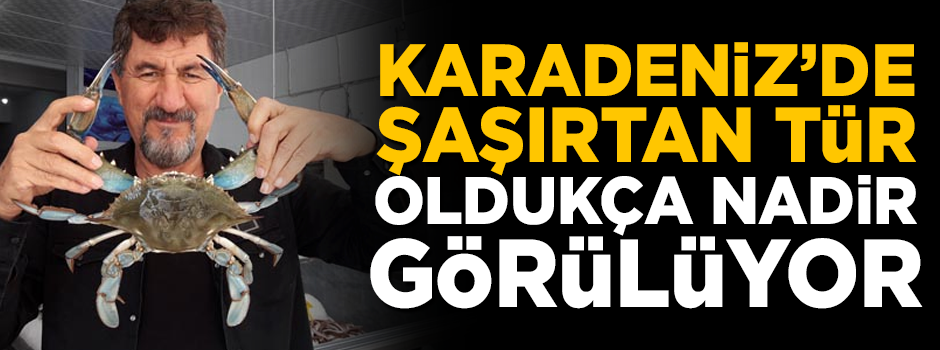 Karadeniz'de ağlara takıldı! Oldukça nadir görülüyor