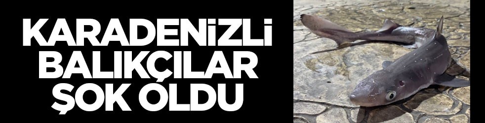 Karadeniz'de balıkçılara yine köpekbalığı sürprizi