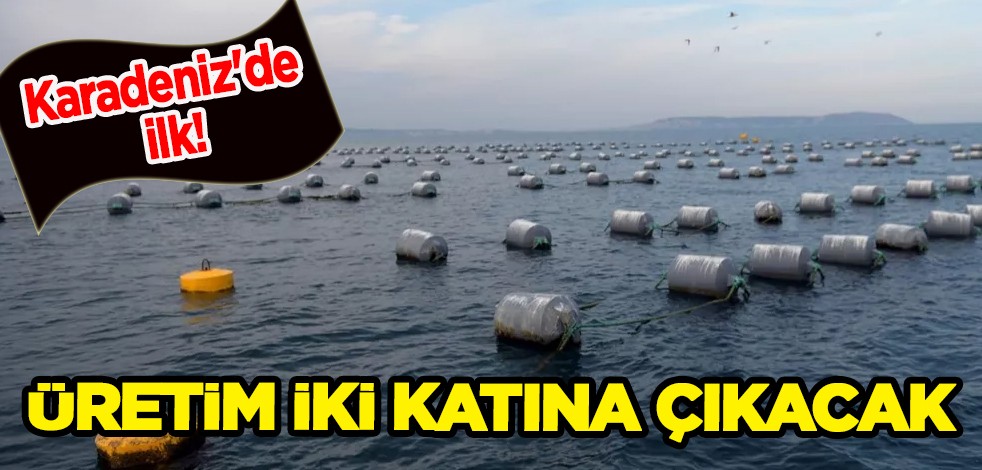 Karadeniz'de ilk! Üretim iki katına çıkacak: Ekonomik kalkınma, yıllık 4 bin 952 ton...