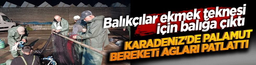 Karadeniz'de palamut bereketi ağları patlattı! Balıkçılar ekmek teknesi için balığa çıktı