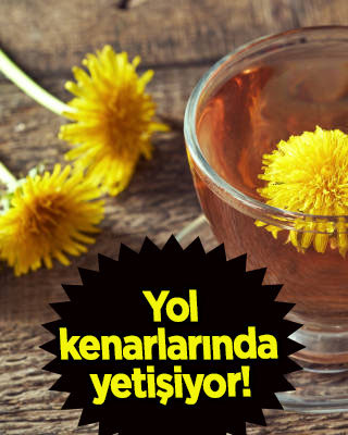 Karahindiba: çayı fayda ediyor!