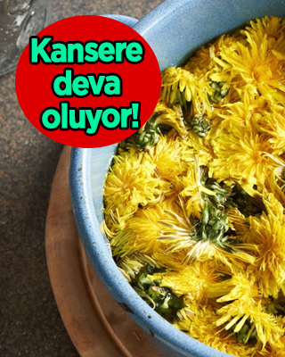 Karahindiba nedir? Çok tercih edilen bitki...