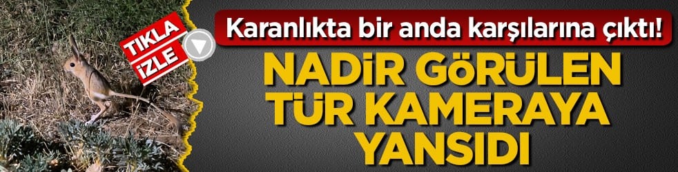 Karanlıkta bir anda karşılarına çıktı! Nadir görülen tür kameraya yansıdı