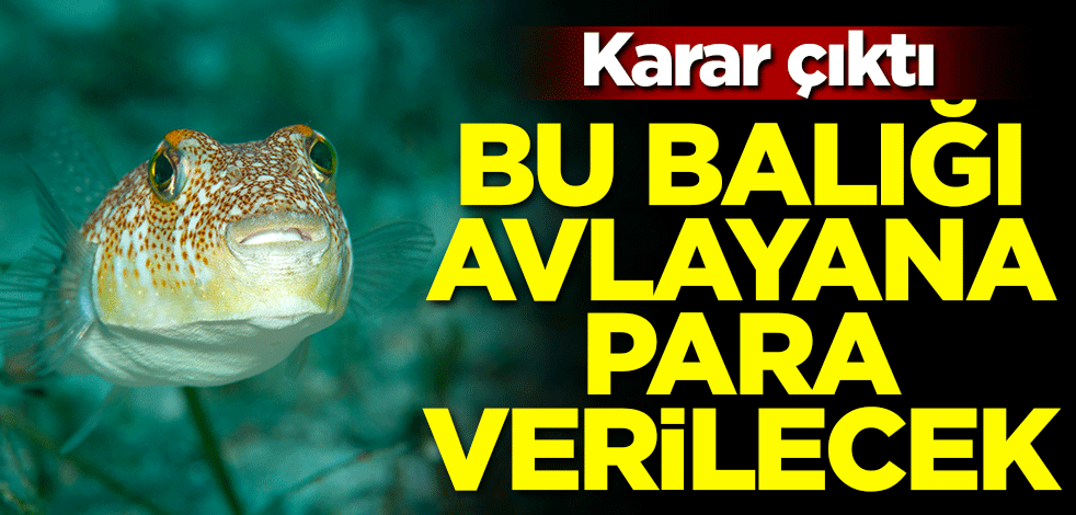 Karar çıktı! Bu balığı avlayana para verilecek