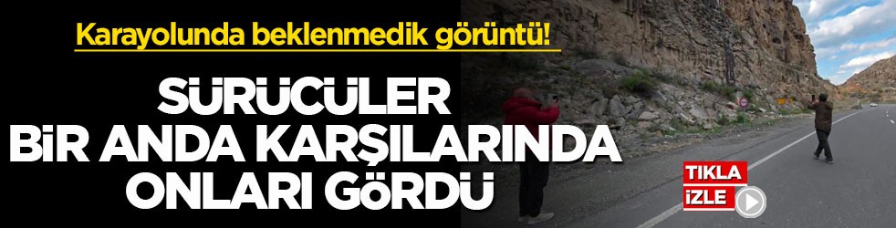 Karayolunda beklenmedik görüntü! Sürücüler bir anda karşılarında onları gördü
