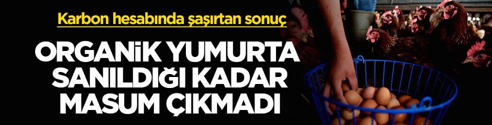 Karbon hesabında şaşırtan sonuç! Organik yumurta sanıldığı kadar masum çıkmadı