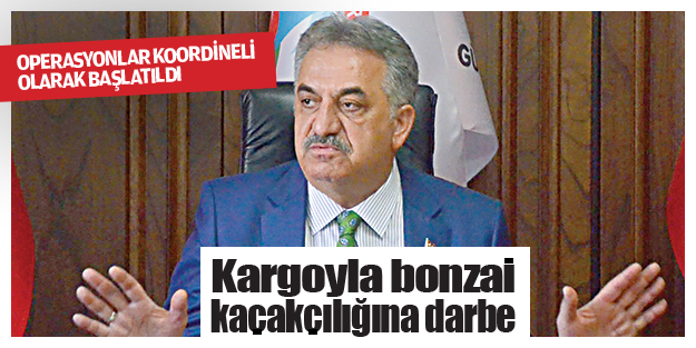 Kargoyla bonzai kaçakçılığına darbe