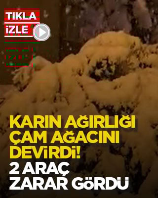 Karın ağırlığı çam ağacını devirdi! 2 araç zarar gördü