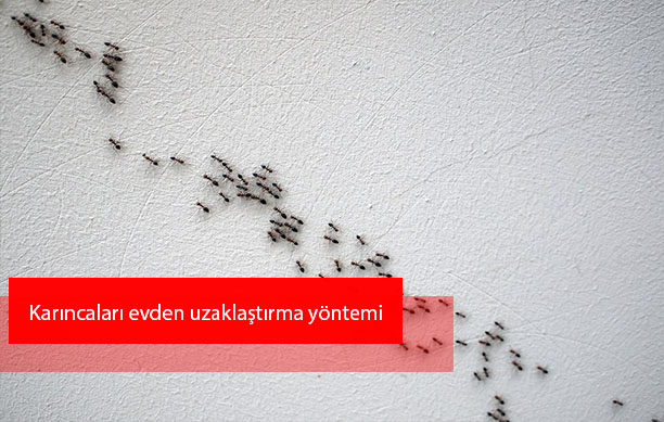 Karıncaları evden uzaklaştırma yöntemi