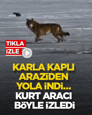 Karla kaplı araziden yola indi… Kurt aracı böyle izledi