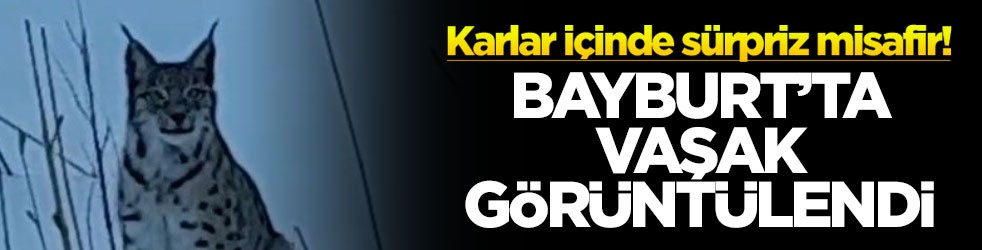 Karlar içinde sürpriz misafir: Bayburt’ta vaşak görüntülendi