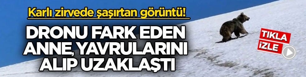 Karlı zirvede şaşırtan görüntü! Dronu fark eden anne yavrularını alıp uzaklaştı