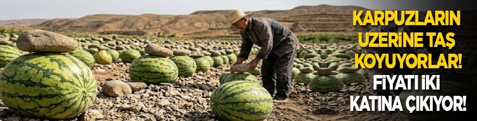 Karpuzların üzerine taş koyuyorlar, fiyatı iki katına çıkıyor!