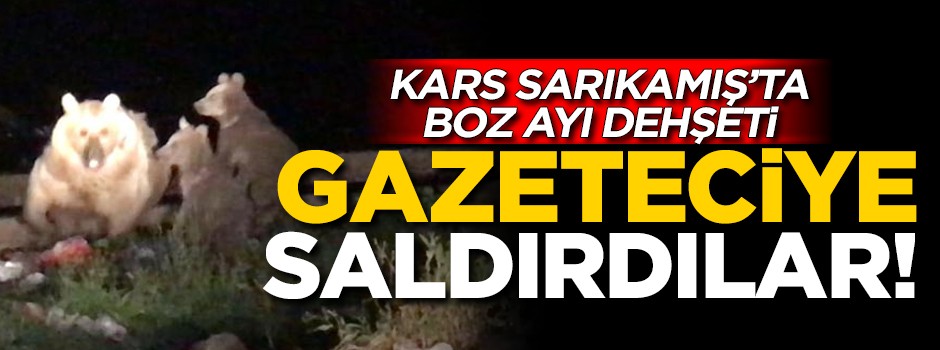 Kars Sarıkamış'ta Boz Ayı dehşeti! Gazeteciye saldırdılar