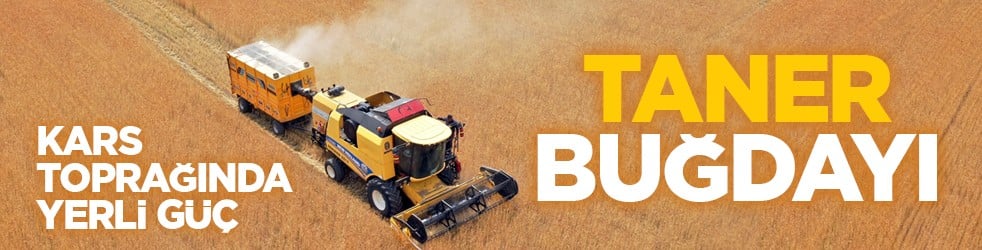 Kars toprağında yerli güç: Taner buğdayı