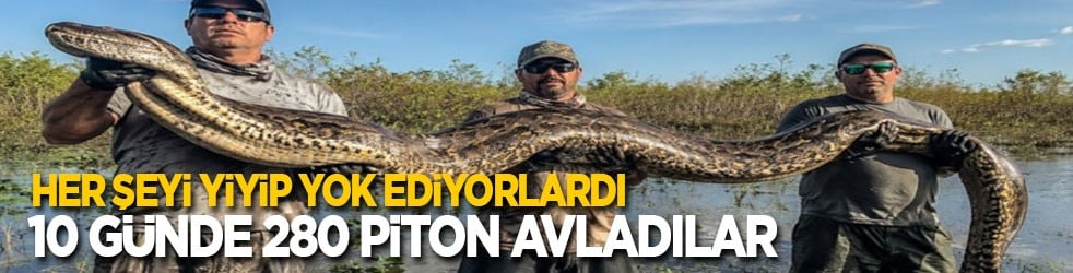 Karşılarına çıkan her canlıyı yiyorlardı! 10 günde 280 piton avladılar 
