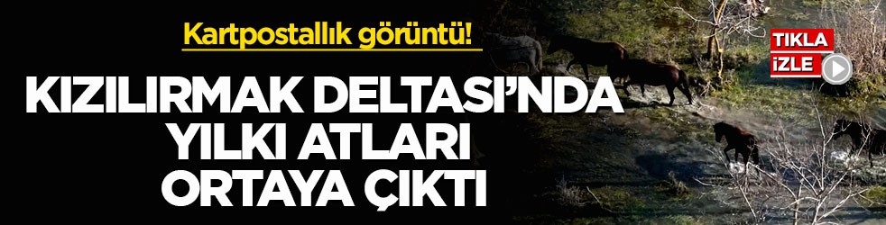 Kartpostallık görüntü! Kızılırmak Deltası’nda yılkı atları ortaya çıktı