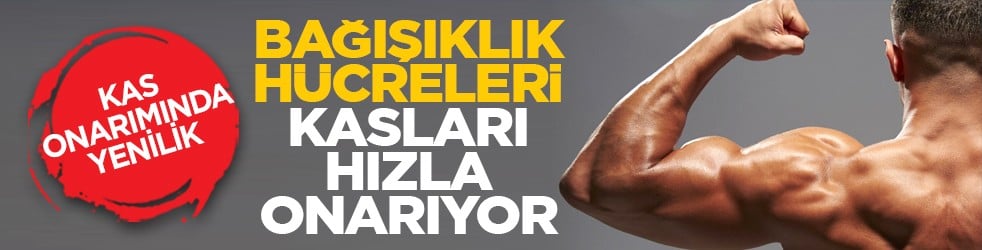 Kas onarımında yenilik: Bağışıklık hücreleri kasları hızla onarıyor