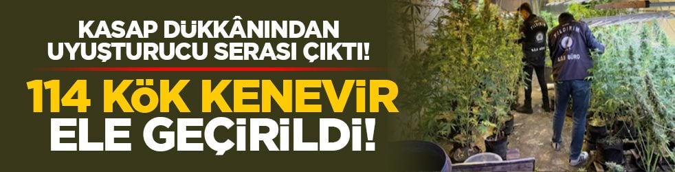 Kasap dükkânından uyuşturucu serası çıktı!: 114 kök kenevir ele geçirildi!