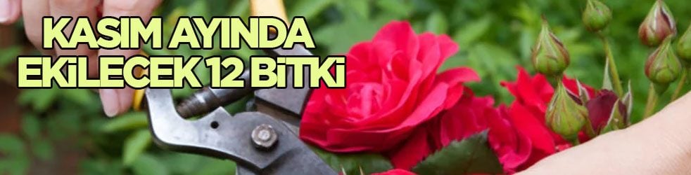 Kasım ayında ekilecek 12 bitki açıklandı: Elma, gül, lale... Kış hazırlığı başladı
