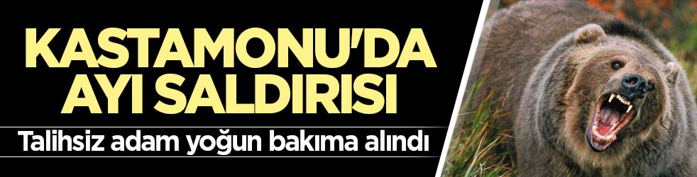 Kastamonu'da ayı saldırısı!