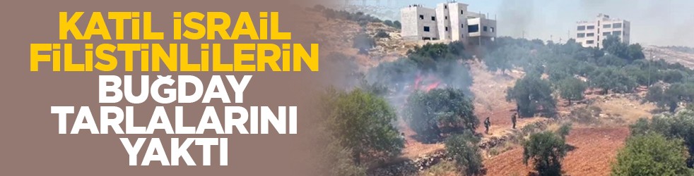 Katil İsrail Filistinlilerin buğday tarlalarını yaktı