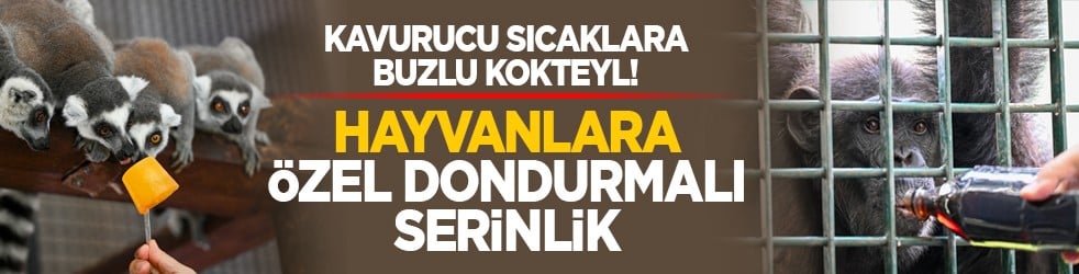 Kavurucu sıcaklara buzlu kokteyl! Hayvanlara özel dondurmalı serinlik