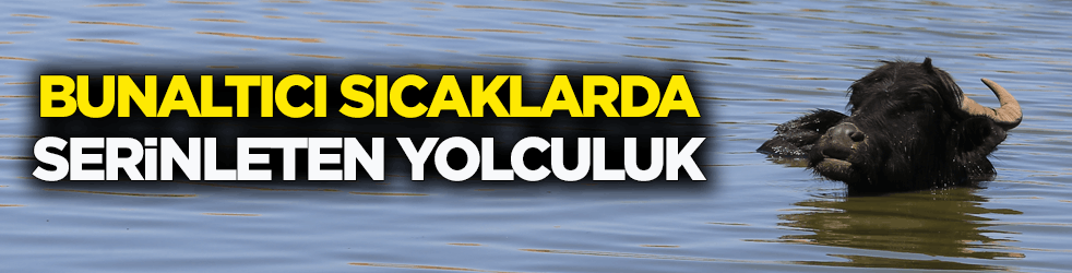 Kavurucu sıcaklıkta mandaların serinleten yolculuğu