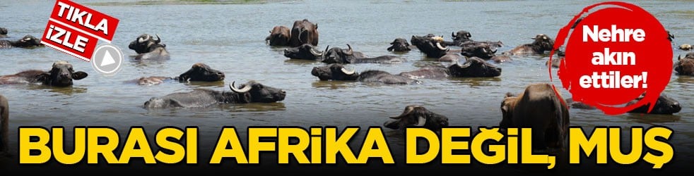 Kavurucu sıcakta nehre akın ettiler! Burası Afrika değil, Muş