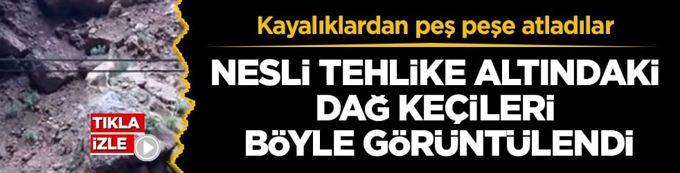 Kayalıklardan peş peşe atladılar! Nesli tehlike altındaki dağ keçileri böyle görüntülendi