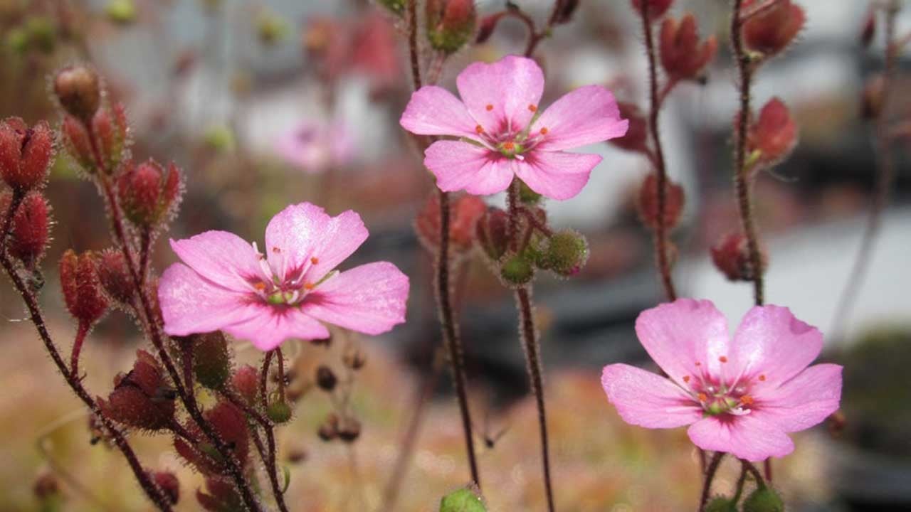Kaybolduğu sanılan etçil bitki, 70 kilometre uzakta yeniden görüldü
