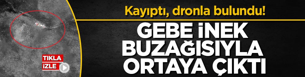 Kayıptı, dronla bulundu! Gebe inek buzağısıyla ortaya çıktı