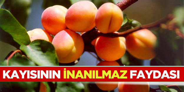 Kayısının inanılmaz faydası