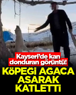 Kayseri'de kan donduran görüntü! Köpeği ağaca asarak katletti
