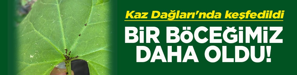 Kaz Dağları'nda keşfedildi Bir böceğimiz daha oldu