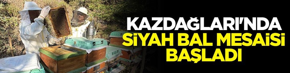 Kazdağları'nda siyah bal mesaisi başladı