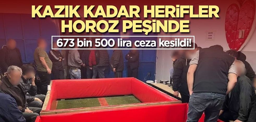 Kazık kadar herfler horoz dövüşünde yakalandı! 673 bin 500 lira ceza kesildi