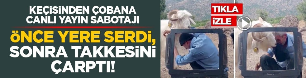 Keçisinden çobana canlı yayın sabotajı: Önce yere serdi, sonra takkesini çarptı!