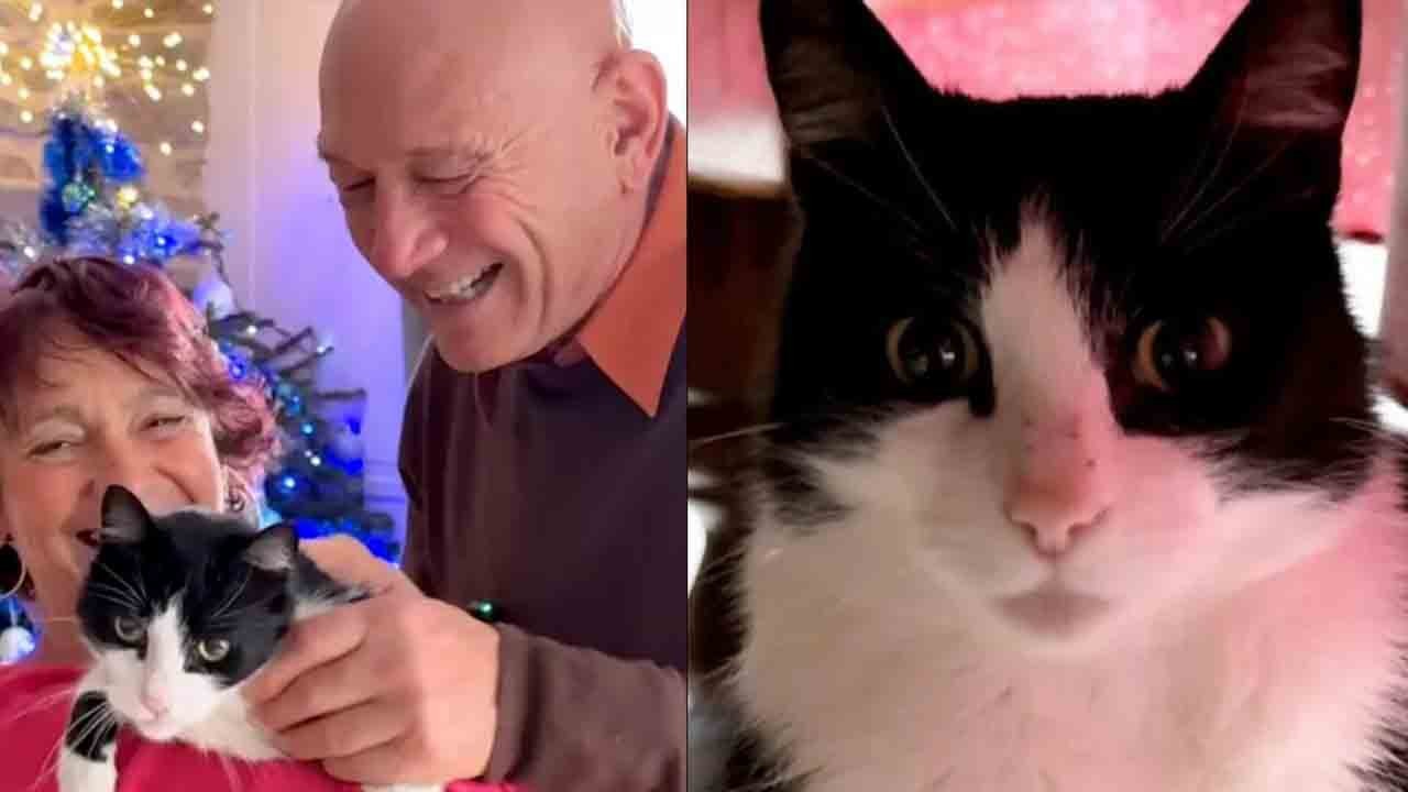 Kedi 250 km yol kat etti: Evine şaşırtıcı dönüş yaptı