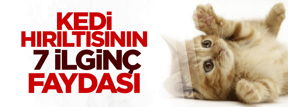 Kedi hırıltısının insan sağlığı üzerindeki 7 ilginç etkisi - FOTO