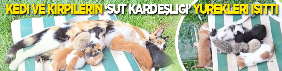 Kedi ve kirpilerin ‘süt kardeşliği’ yürekleri ısıttı