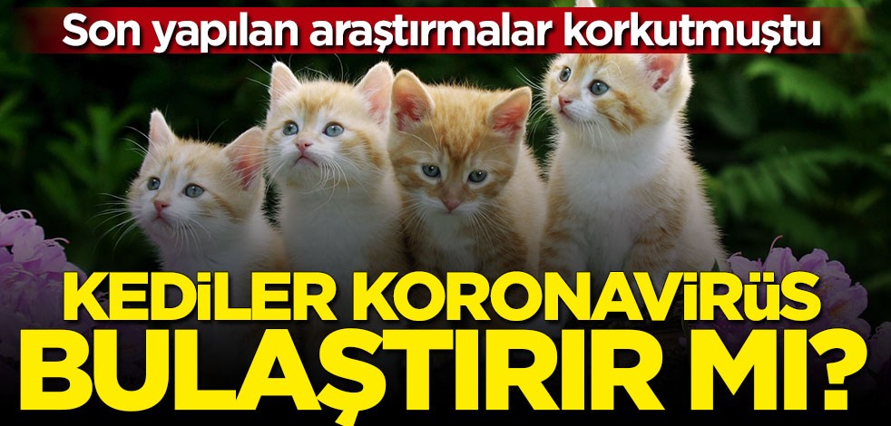 Kediler koronavirüs bulaştırır mı? İşte merak edilen sorunun cevabı