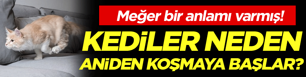 Kediler neden evde aniden koşar! Meğer bir anlamı varmış!